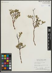 Foto von Salix myrtillifolia Anderson